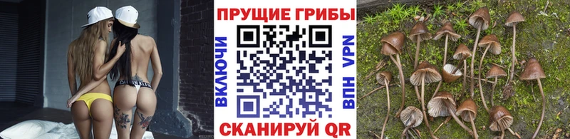 закладка  Новошахтинск  Галлюциногенные грибы прущие грибы 
